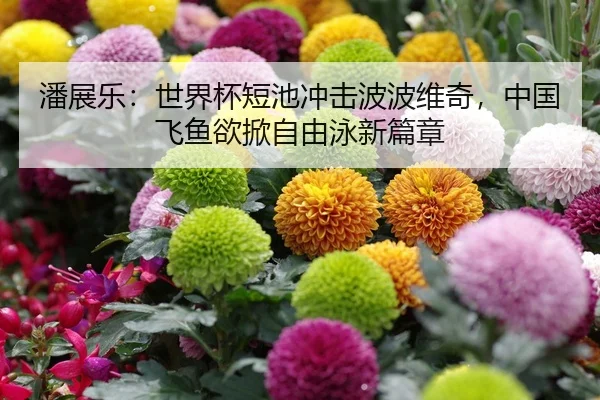 潘展乐：世界杯短池冲击波波维奇，中国飞鱼欲掀自由泳新篇章